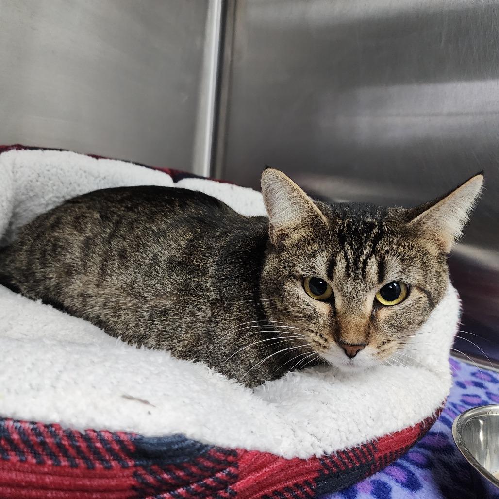 Enlarge Natalia, a Adoptable Domestic Short Hair in Dixon, IL image 1/1