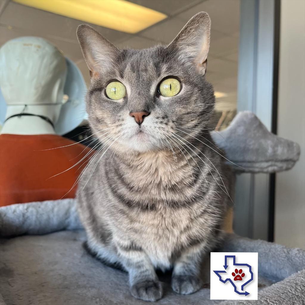 Enlarge Sam, a Adoptable mixed breed in Houston, TX image 2/2