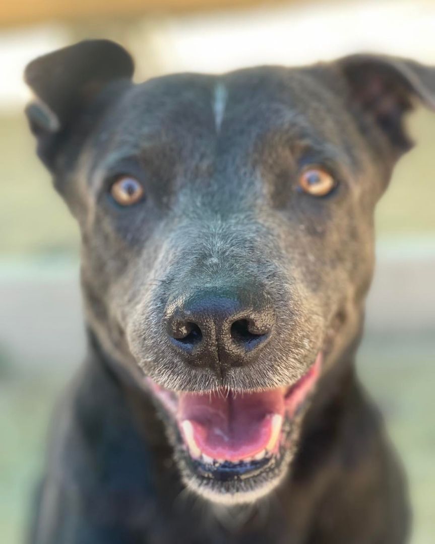 Kaine, a Adoptable Wirehaired Terrier in Willits , CA image 1/2