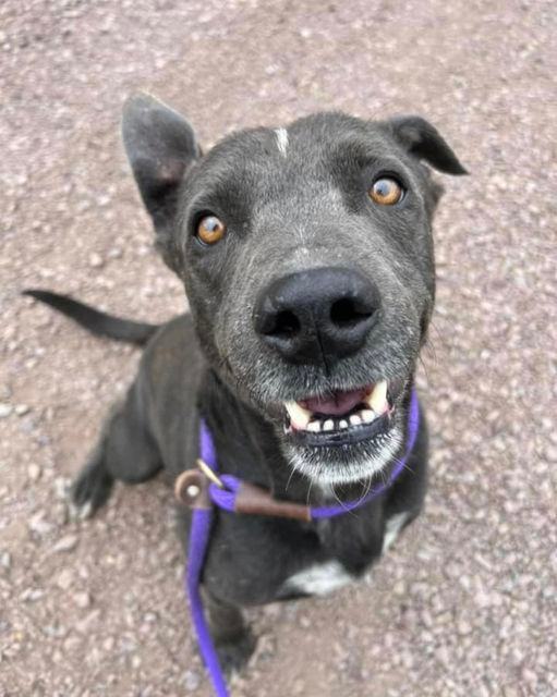 Kaine, a Adoptable Wirehaired Terrier in Willits , CA image 2/2