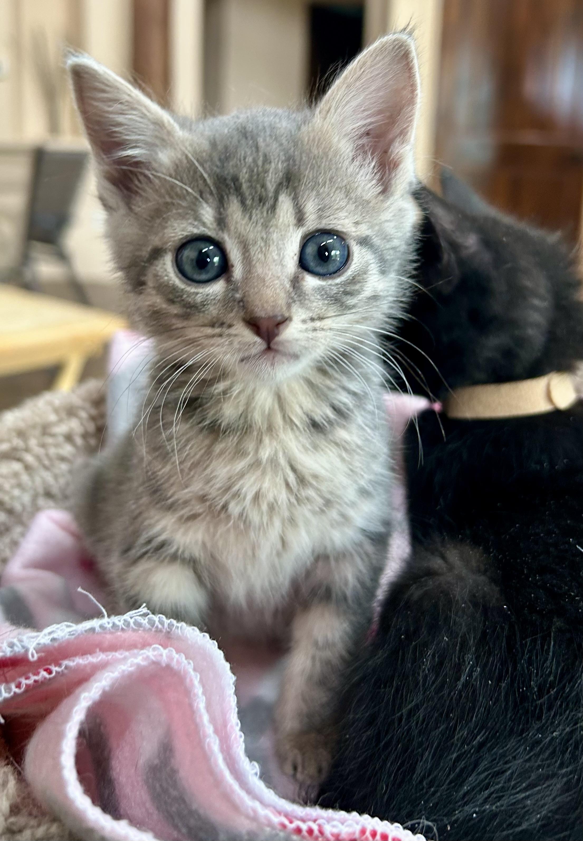 Ricotta, an adopted Domestic Short Hair in Oracle, AZ image 5/5