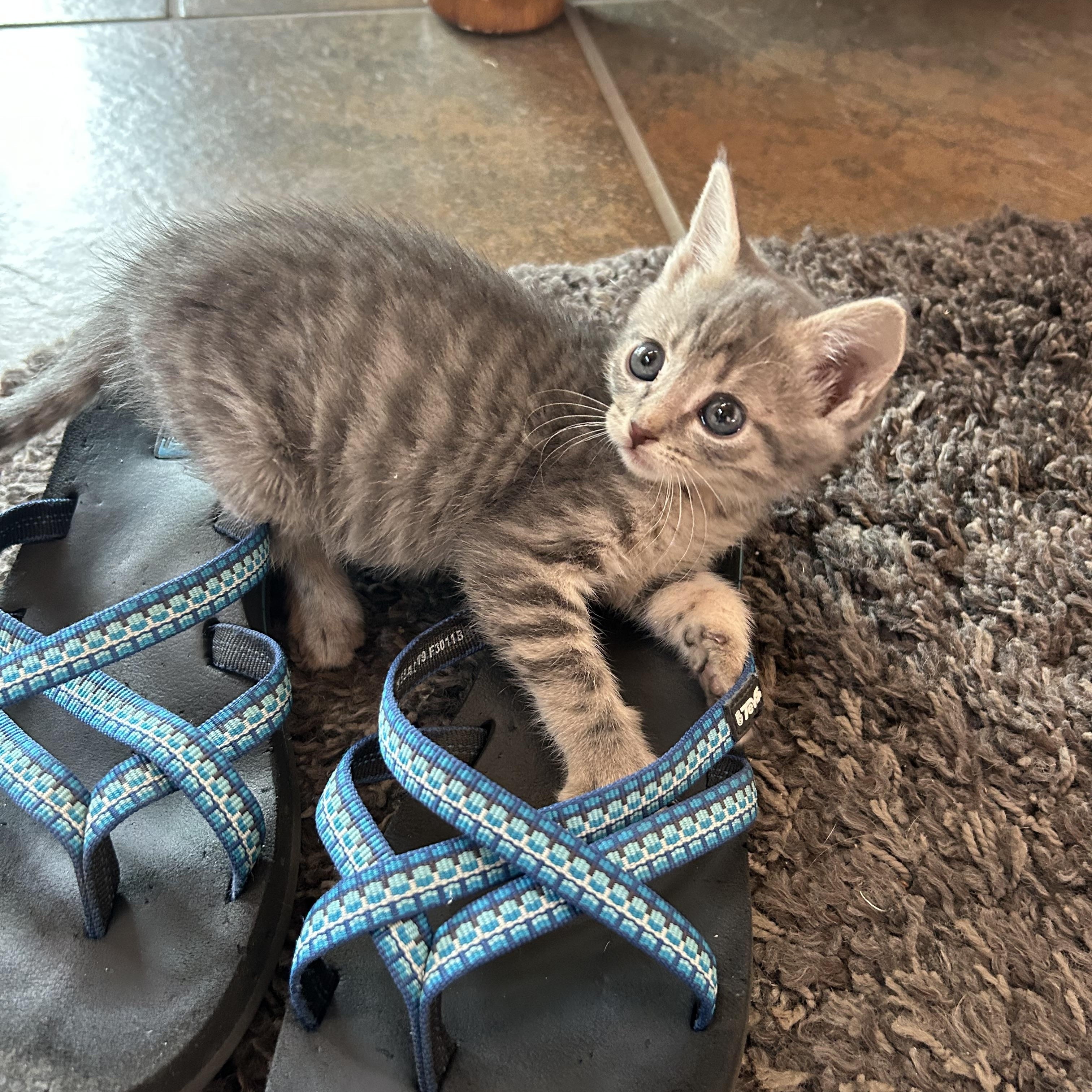 Ricotta, an adopted Domestic Short Hair in Oracle, AZ image 3/5