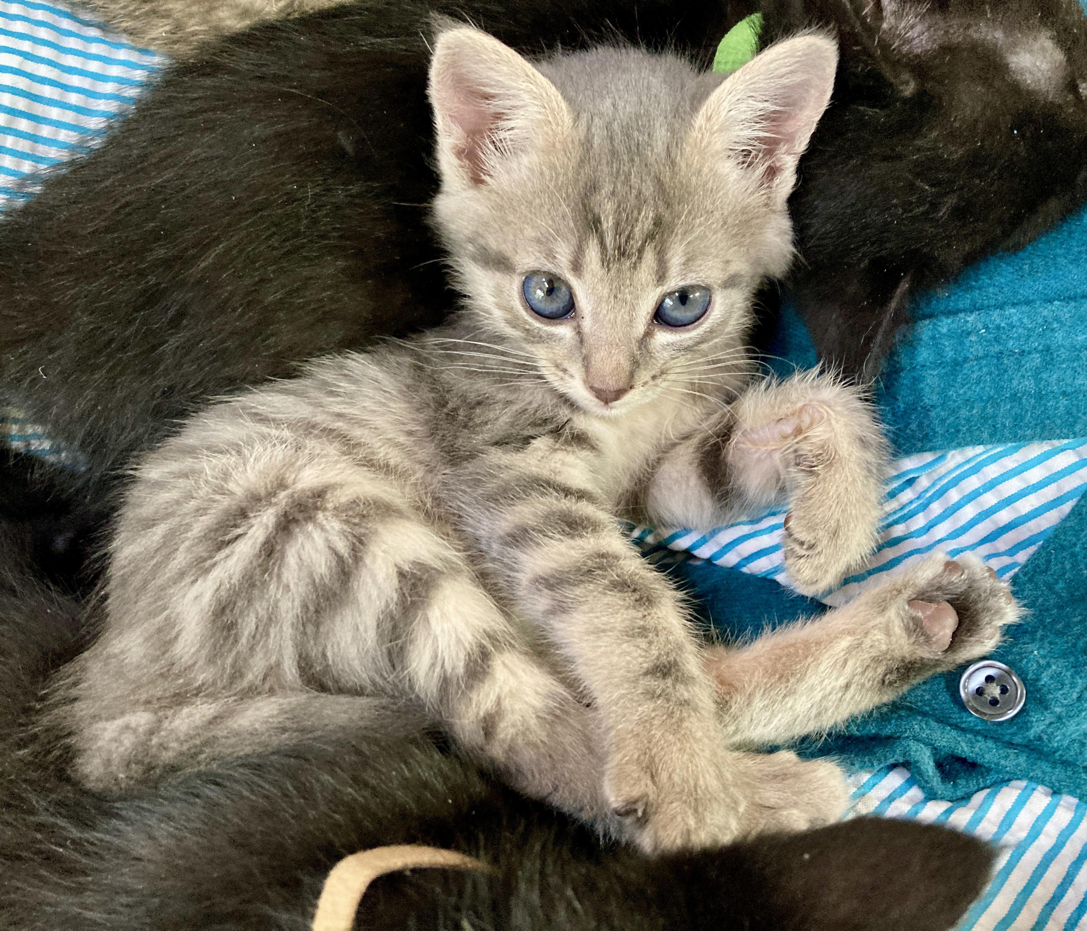 Ricotta, an adopted Domestic Short Hair in Oracle, AZ image 4/5
