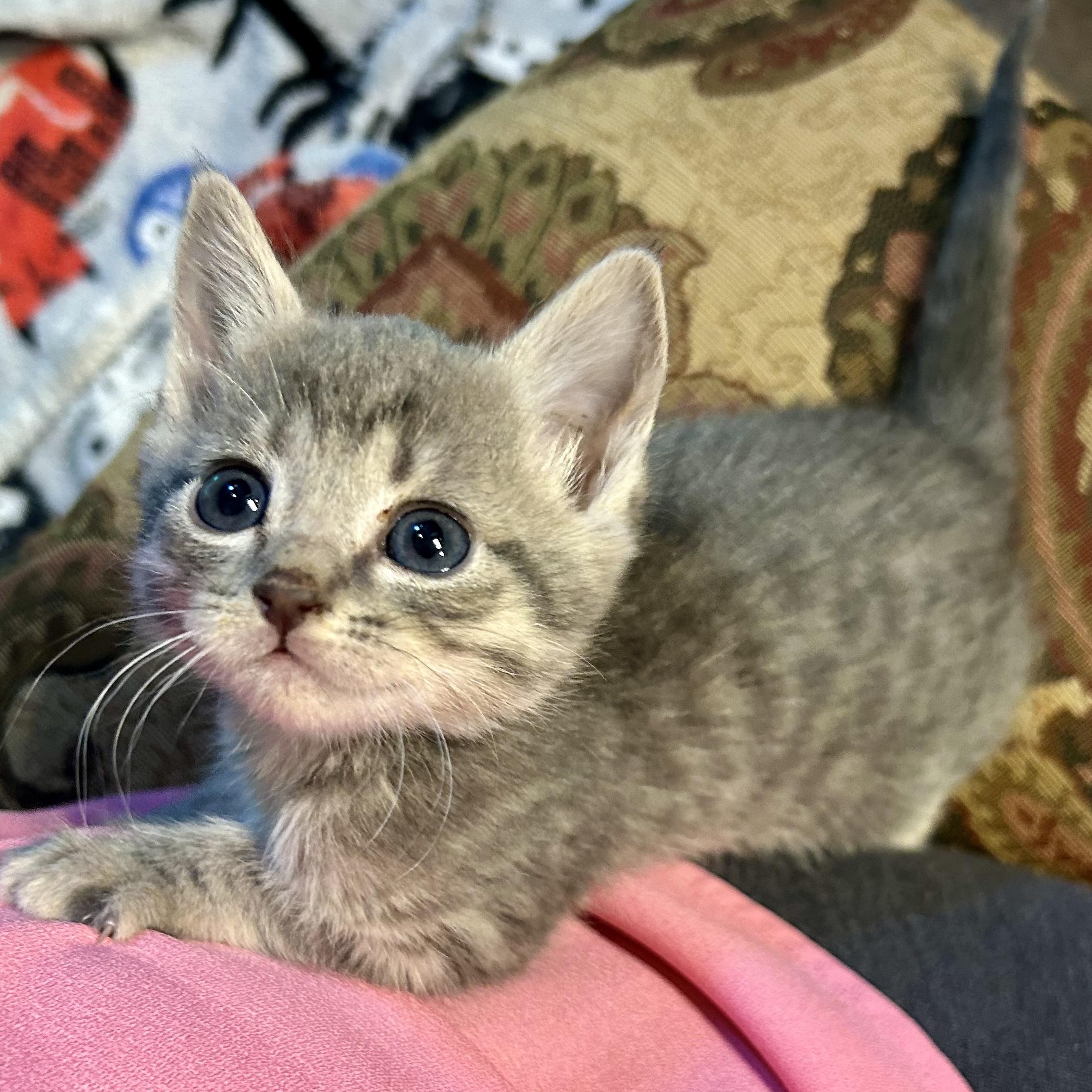 Ricotta, an adopted Domestic Short Hair in Oracle, AZ image 2/5