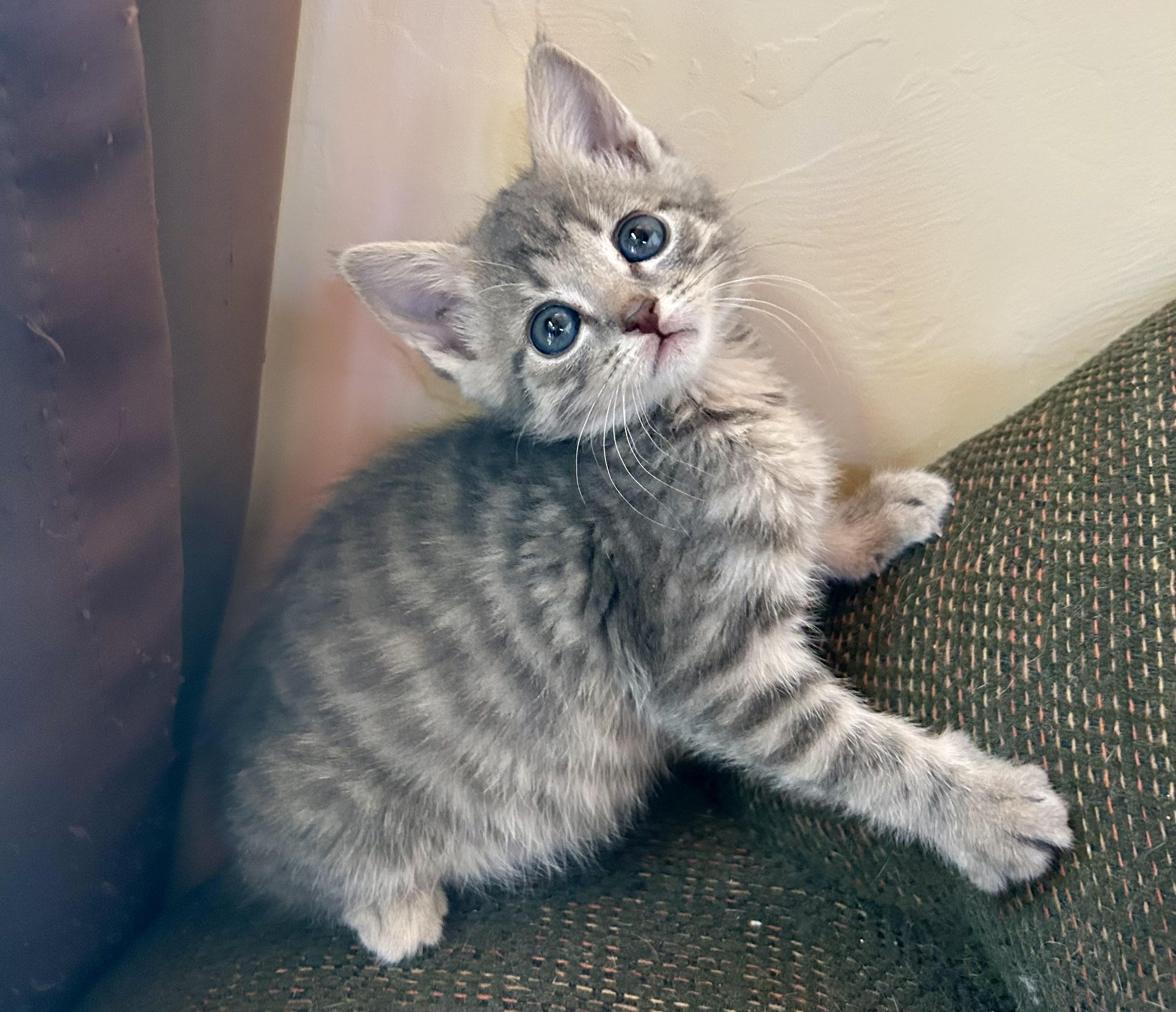Ricotta, an adopted Domestic Short Hair in Oracle, AZ image 1/5