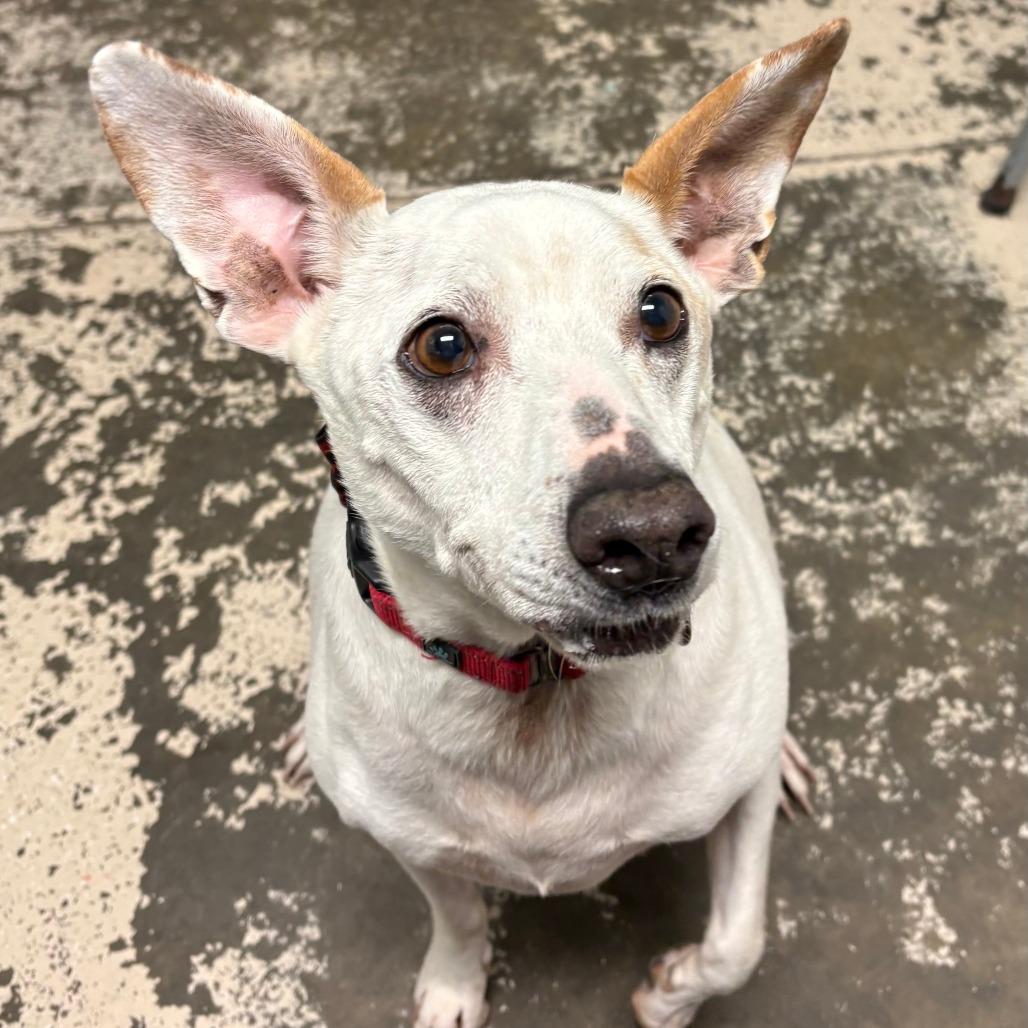Walter, a Adoptable Mixed Breed in Columbia, MO image 4/6