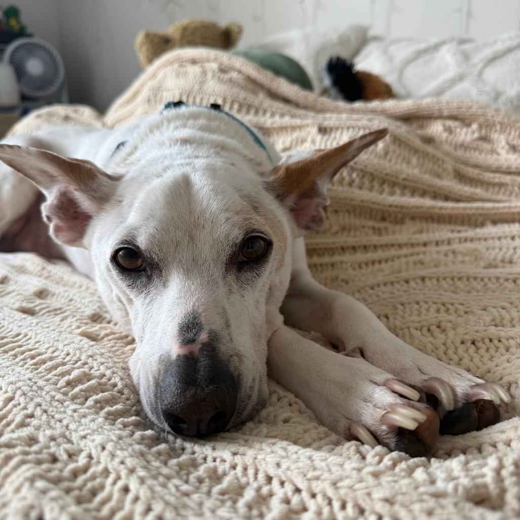 Enlarge Walter, a Adoptable Mixed Breed in Columbia, MO image 4/6