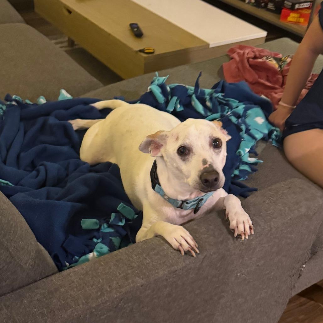 Enlarge Walter, a Adoptable Mixed Breed in Columbia, MO image 5/6