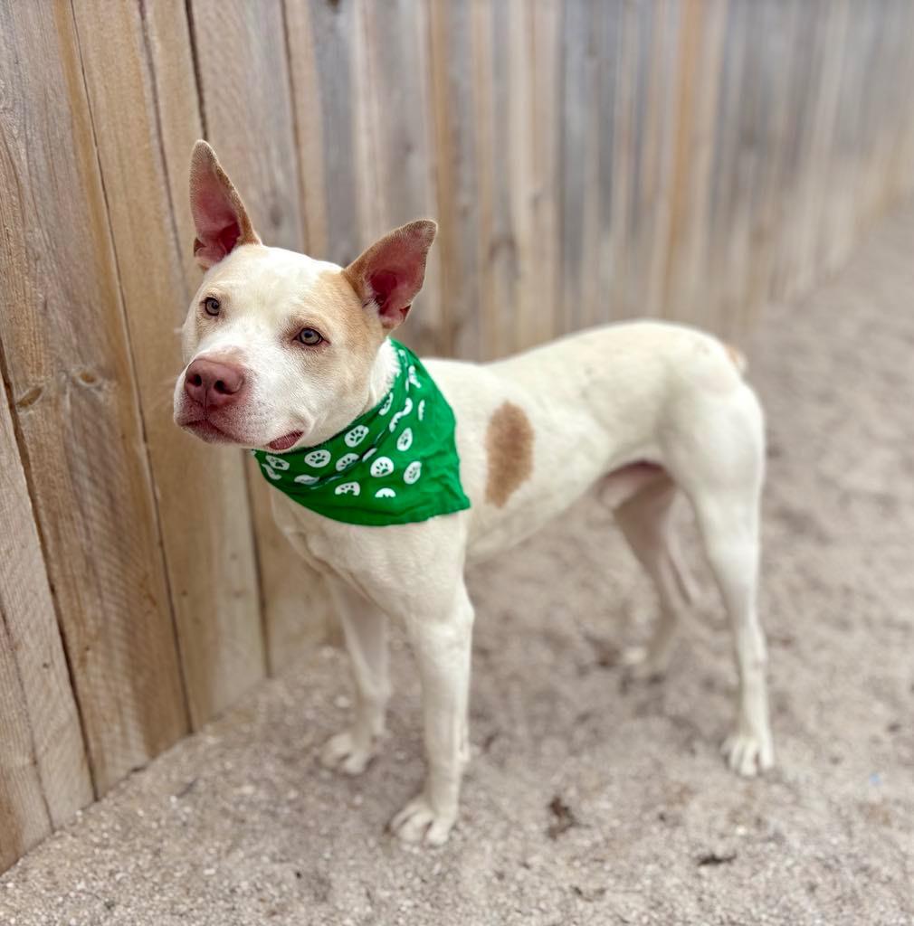 Enlarge Howie, a Adoptable Mixed Breed in Muskegon, MI image 1/6