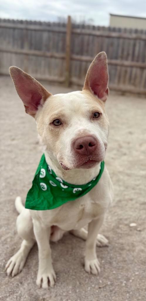 Enlarge Howie, a Adoptable Mixed Breed in Muskegon, MI image 3/6