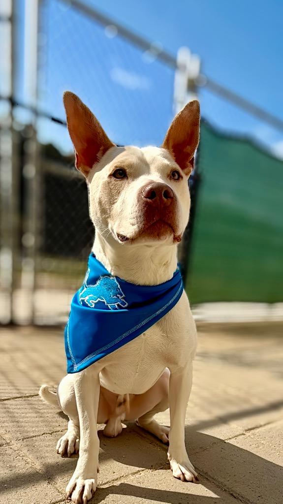 Enlarge Howie, a Adoptable Mixed Breed in Muskegon, MI image 4/6