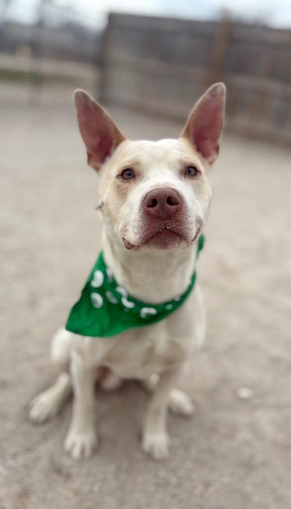 Enlarge Howie, a Adoptable Mixed Breed in Muskegon, MI image 5/6