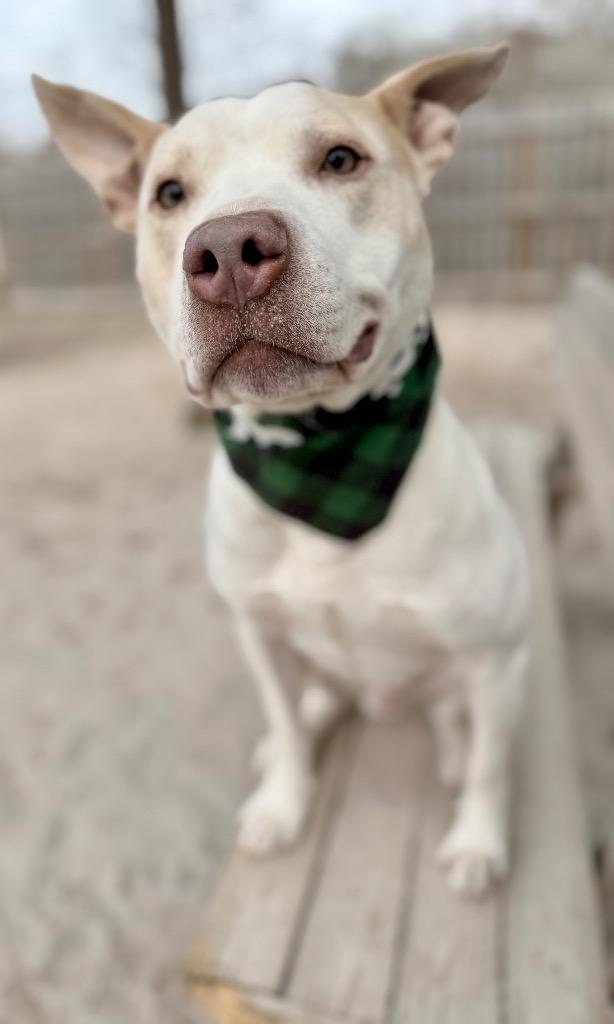 Enlarge Howie, a Adoptable Mixed Breed in Muskegon, MI image 6/6