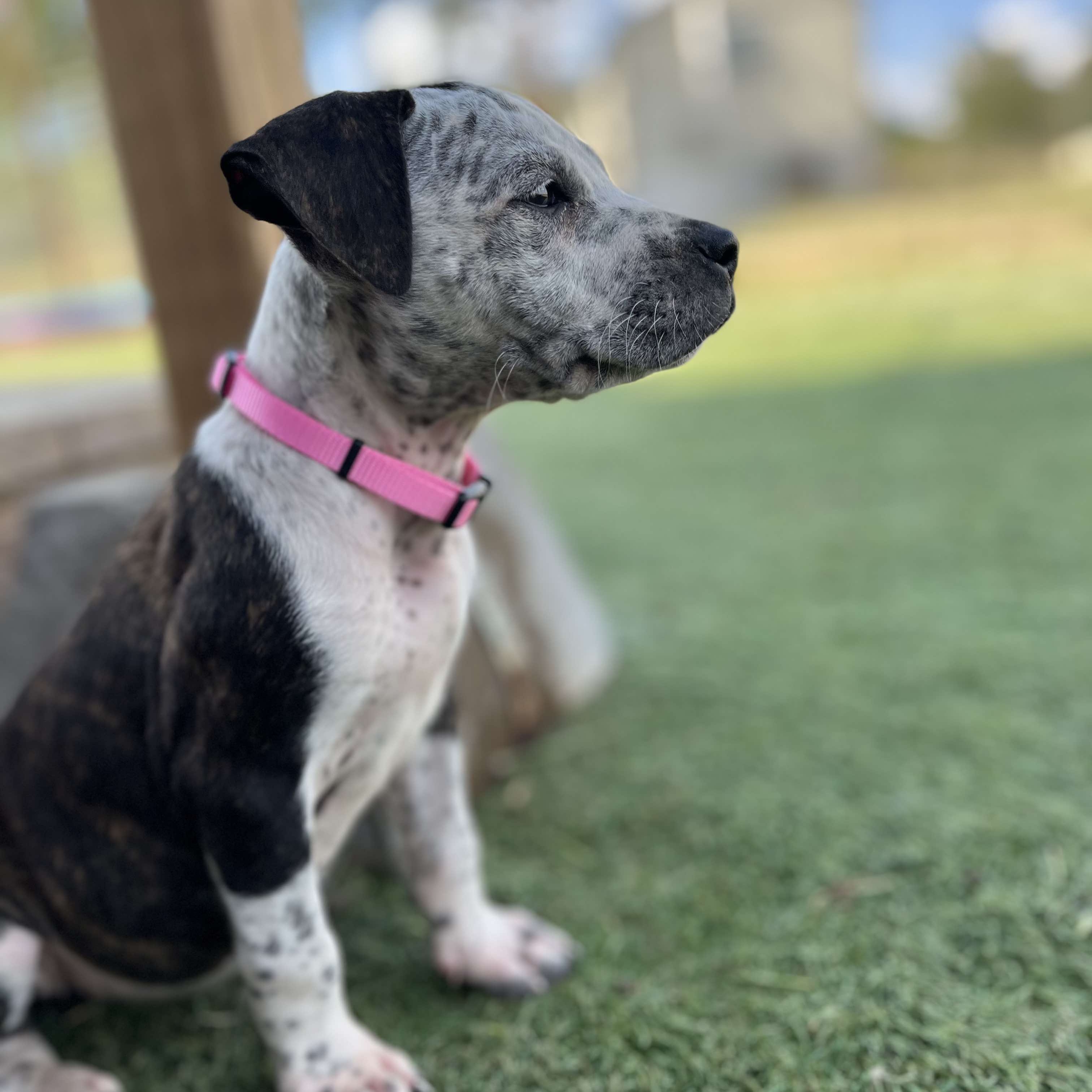 Dog for adoption Lauren, an American Staffordshire Terrier Mix in