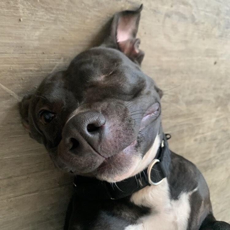 Moxie, Adoptable, Senior Female American Staffordshire Terrier & Mixed Breed.