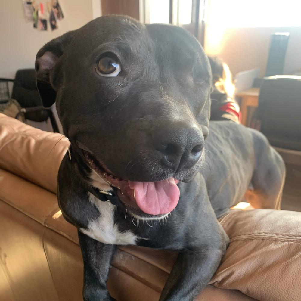 Enlarge Moxie, a Adoptable mixed breed in Long Island City, NY image 1/6