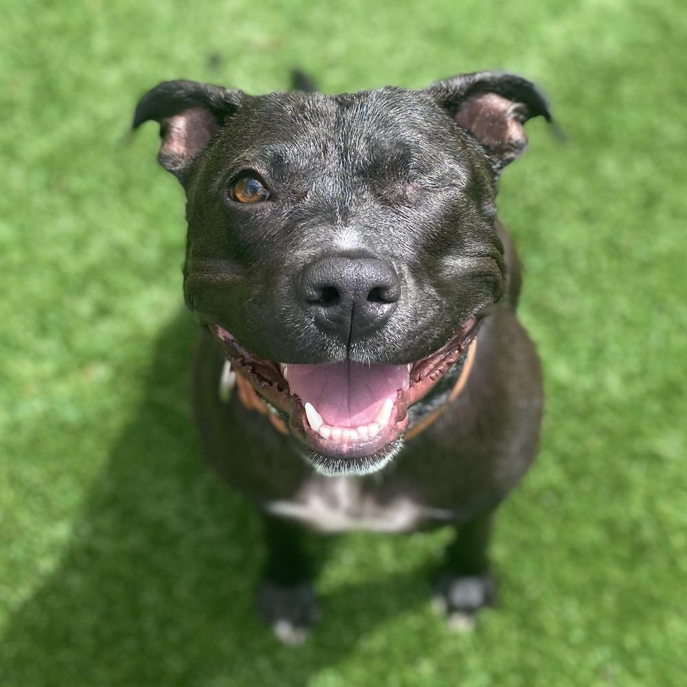 Enlarge Moxie, a Adoptable mixed breed in Long Island City, NY image 2/6