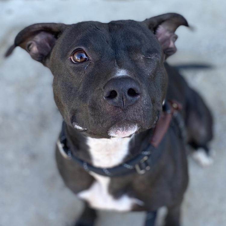 Enlarge Moxie, a Adoptable mixed breed in Long Island City, NY image 3/6