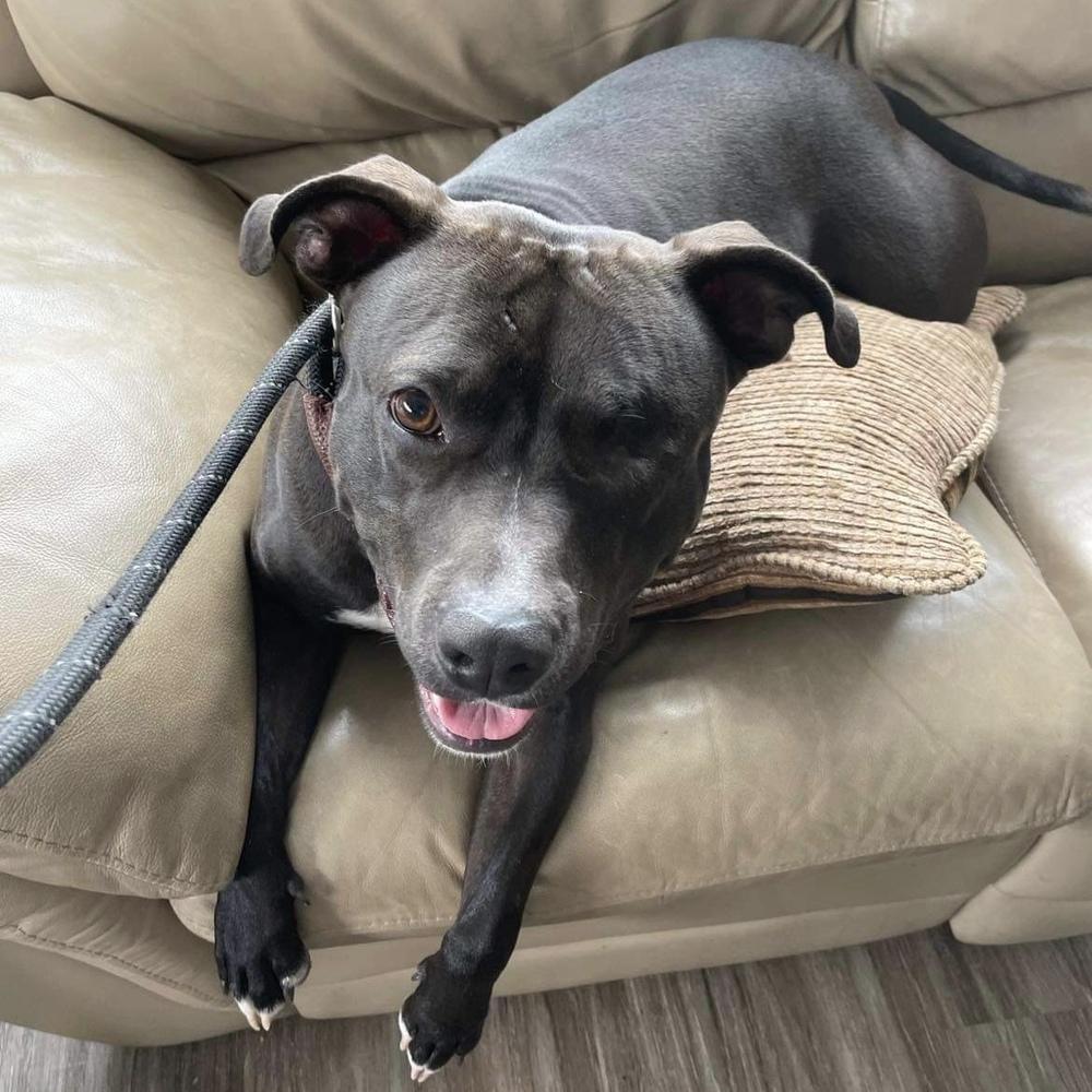 Enlarge Moxie, a Adoptable mixed breed in Long Island City, NY image 4/6