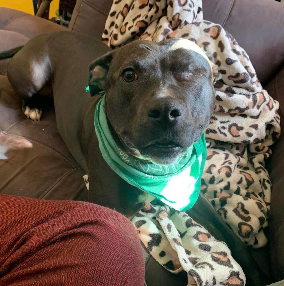 Enlarge Moxie, a Adoptable mixed breed in Long Island City, NY image 5/6