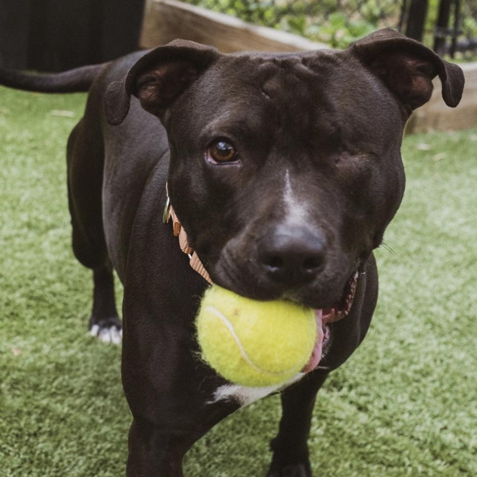 Enlarge Moxie, a Adoptable mixed breed in Long Island City, NY image 6/6