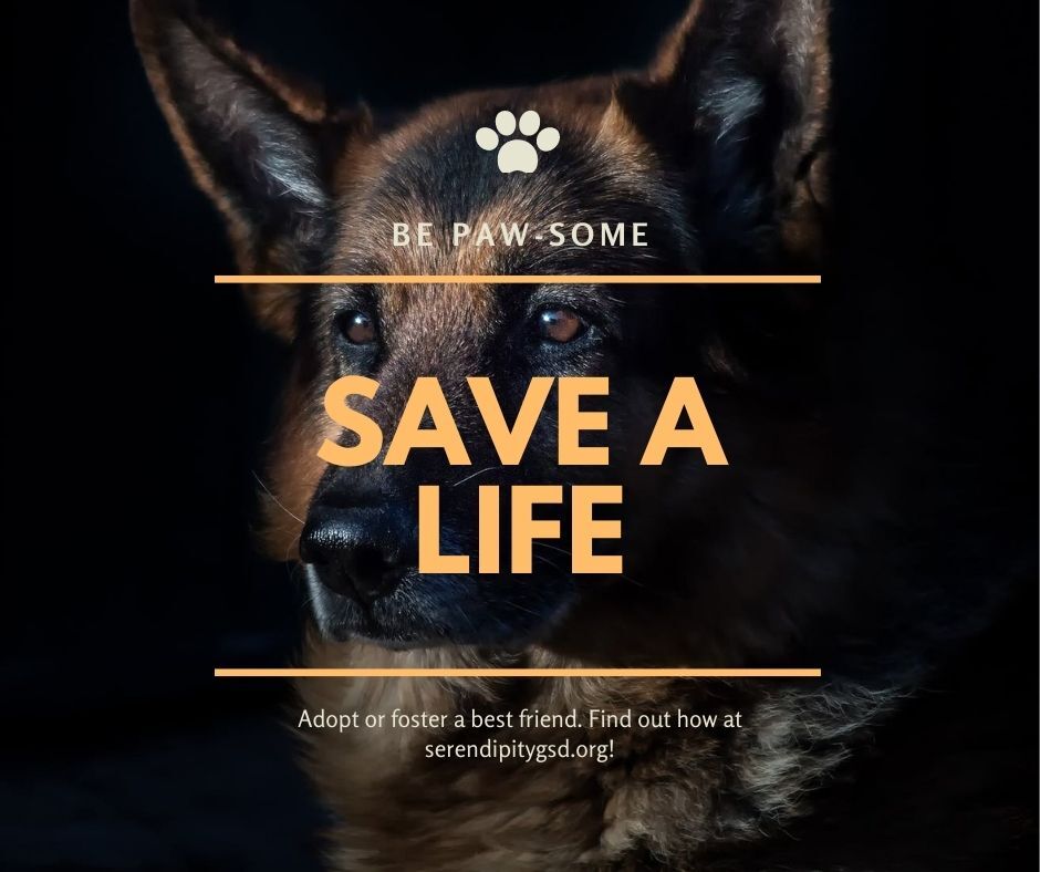 Enlarge More German Shepherds looking for homes! , a Adoptable German Shepherd Dog in Chesterfield, MO image 1/2