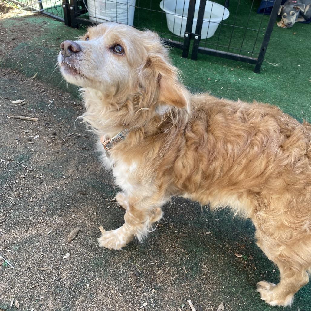 Enlarge Brooks, a Adoptable Cocker Spaniel in Escondido, CA image 1/5