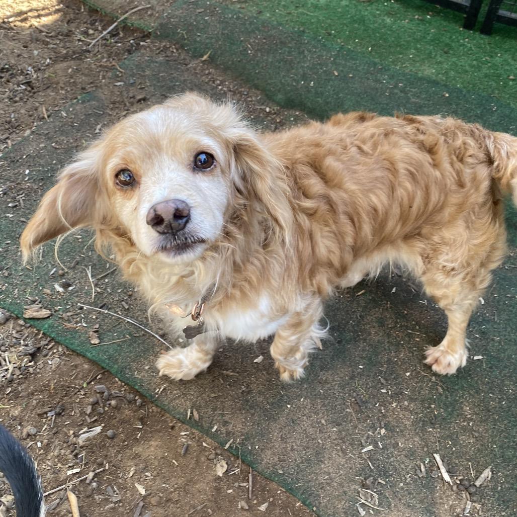 Enlarge Brooks, a Adoptable Cocker Spaniel in Escondido, CA image 2/5