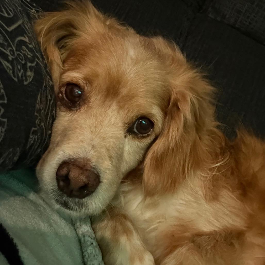 Enlarge Brooks, a Adoptable Cocker Spaniel in Escondido, CA image 3/5