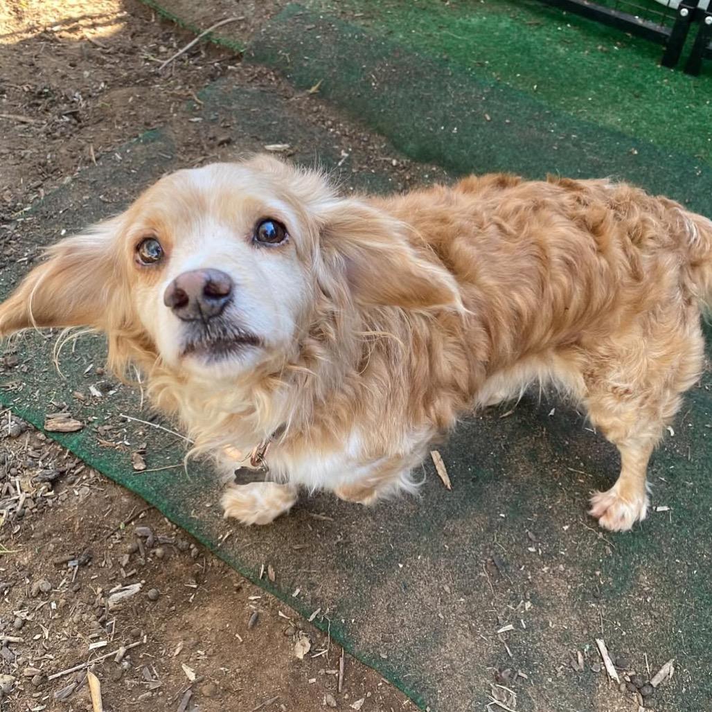 Enlarge Brooks, a Adoptable Cocker Spaniel in Escondido, CA image 4/5
