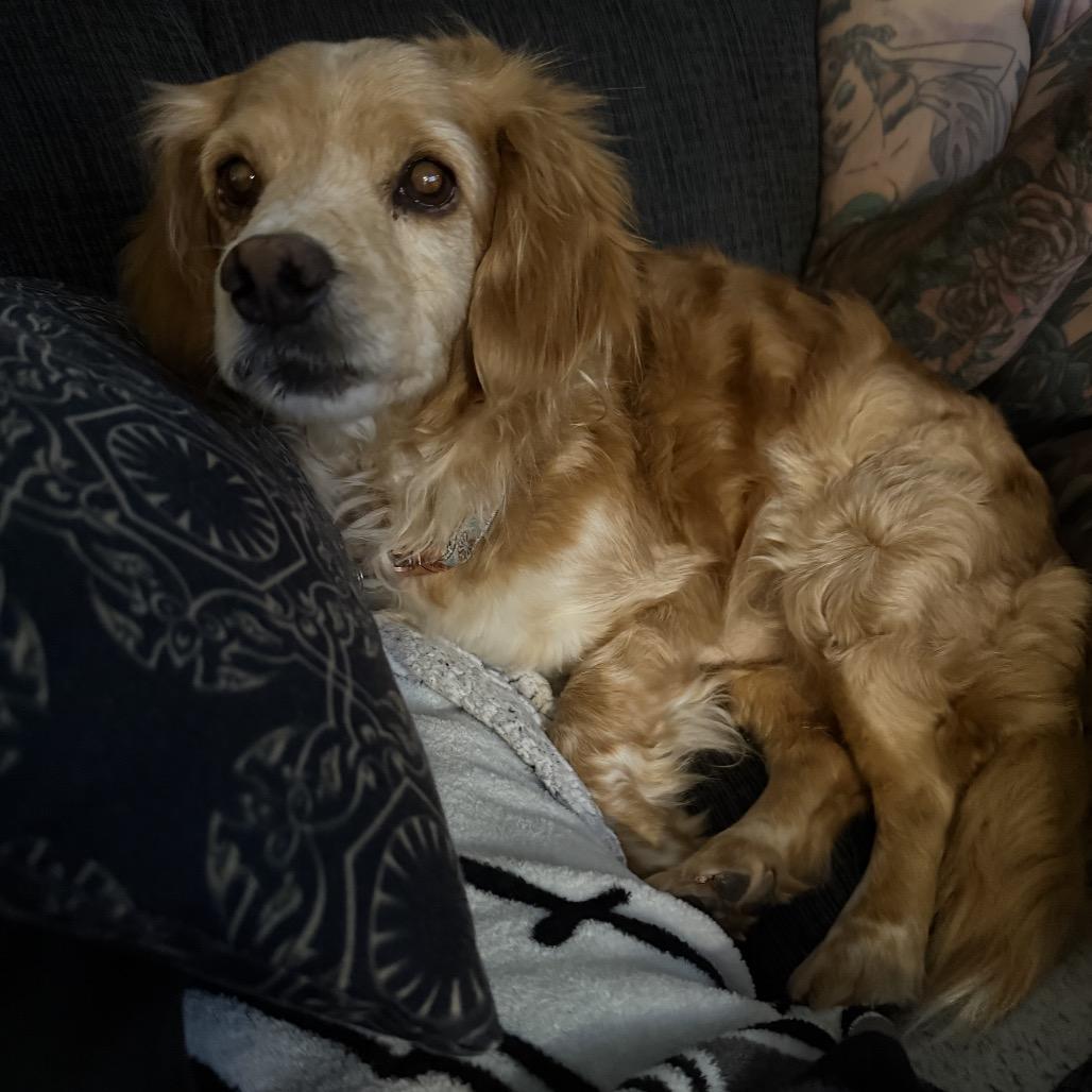 Enlarge Brooks, a Adoptable Cocker Spaniel in Escondido, CA image 5/5