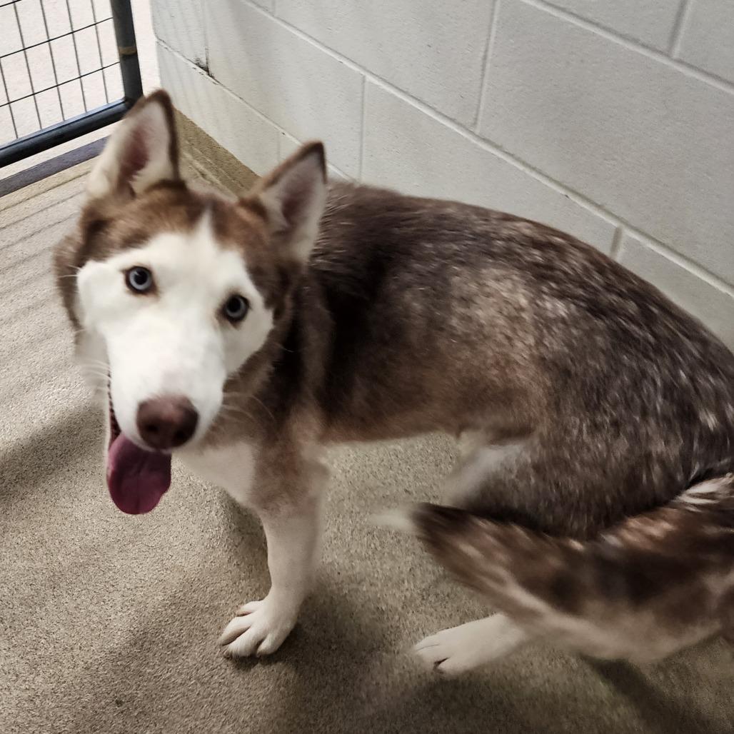 Enlarge BANSHEE, an adopted Husky in Corydon, IN image 1/1