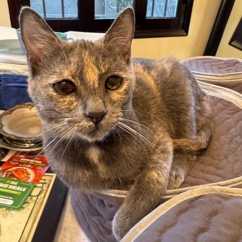 Toro (8 months), ADOPTABLE, Kitten Female Domestic Short Hair.