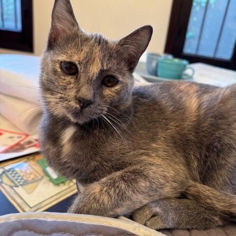 Toro (8 months), a ADOPTABLE Domestic Short Hair in Los Angeles, CA image 4/5