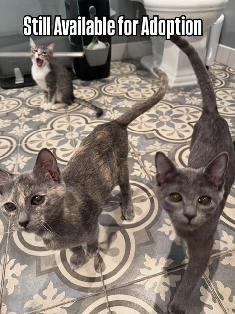 Toro (8 months), a ADOPTABLE Domestic Short Hair in Los Angeles, CA image 5/5