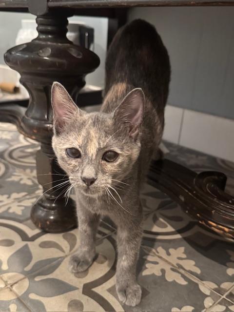 Toro (8 months), a ADOPTABLE Domestic Short Hair in Los Angeles, CA image 3/5