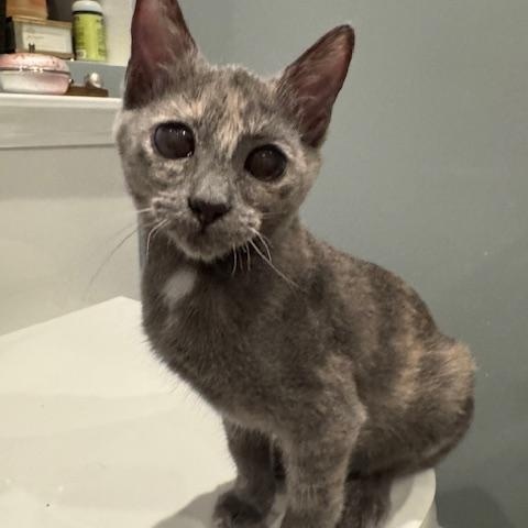 Toro (8 months), a ADOPTABLE Domestic Short Hair in Los Angeles, CA image 2/5