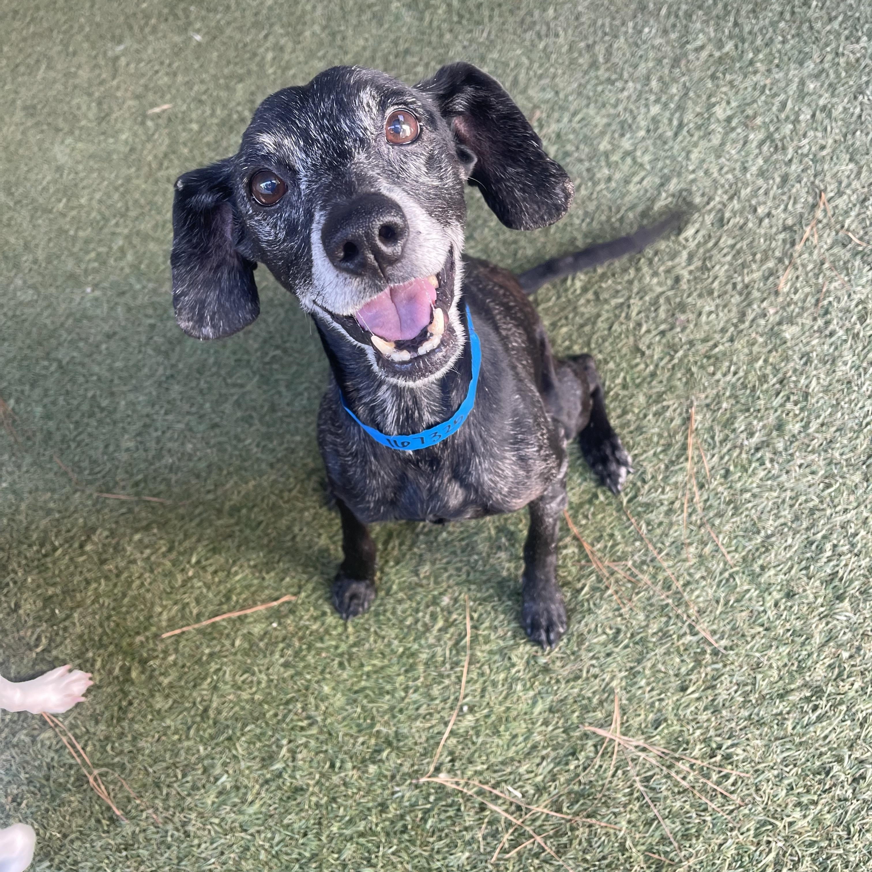 Enlarge Kratos, a Adoptable mixed breed in Baton Rouge, LA image 2/5