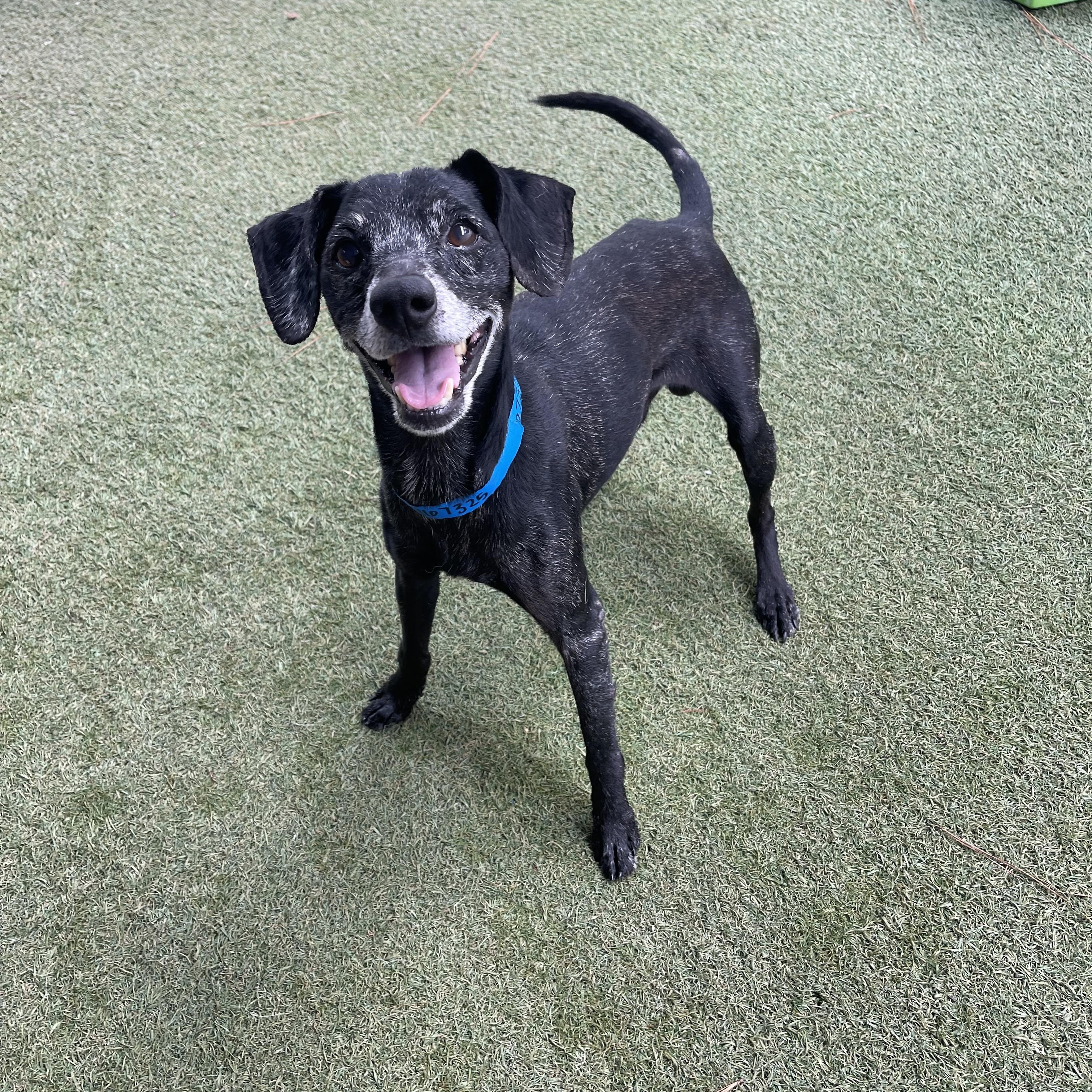 Enlarge Kratos, a Adoptable mixed breed in Baton Rouge, LA image 5/5