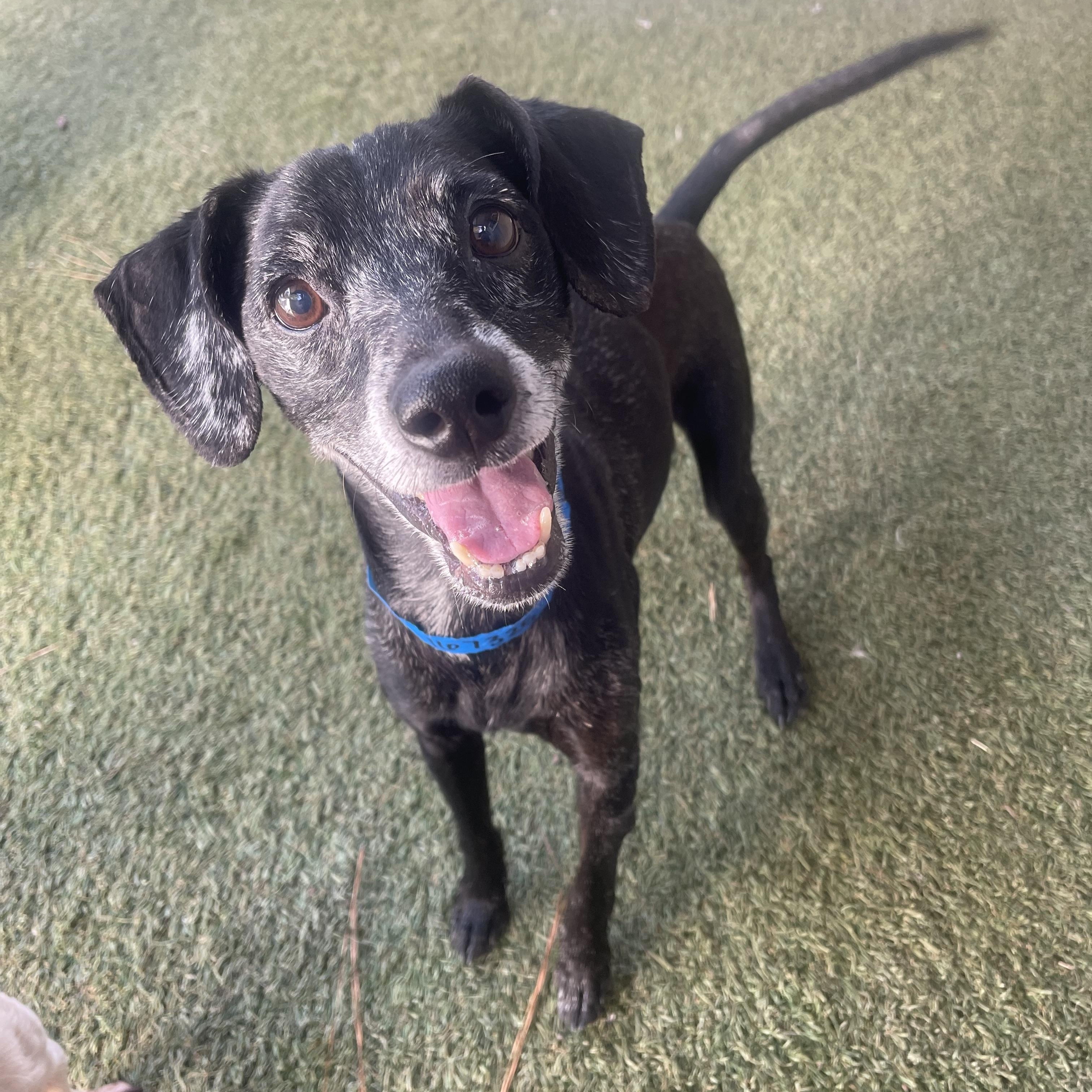 Enlarge Kratos, a Adoptable mixed breed in Baton Rouge, LA image 1/5