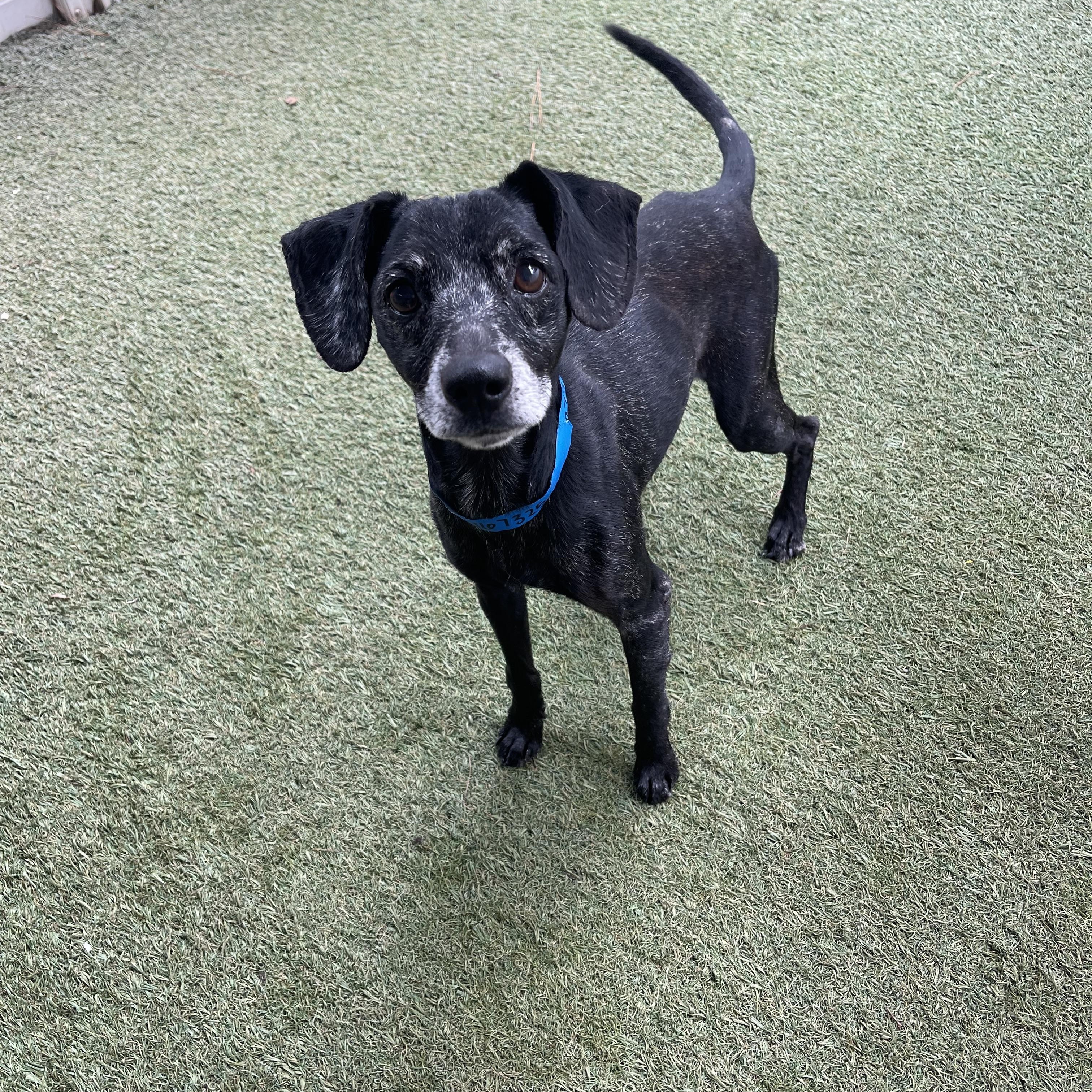 Enlarge Kratos, a Adoptable mixed breed in Baton Rouge, LA image 3/5