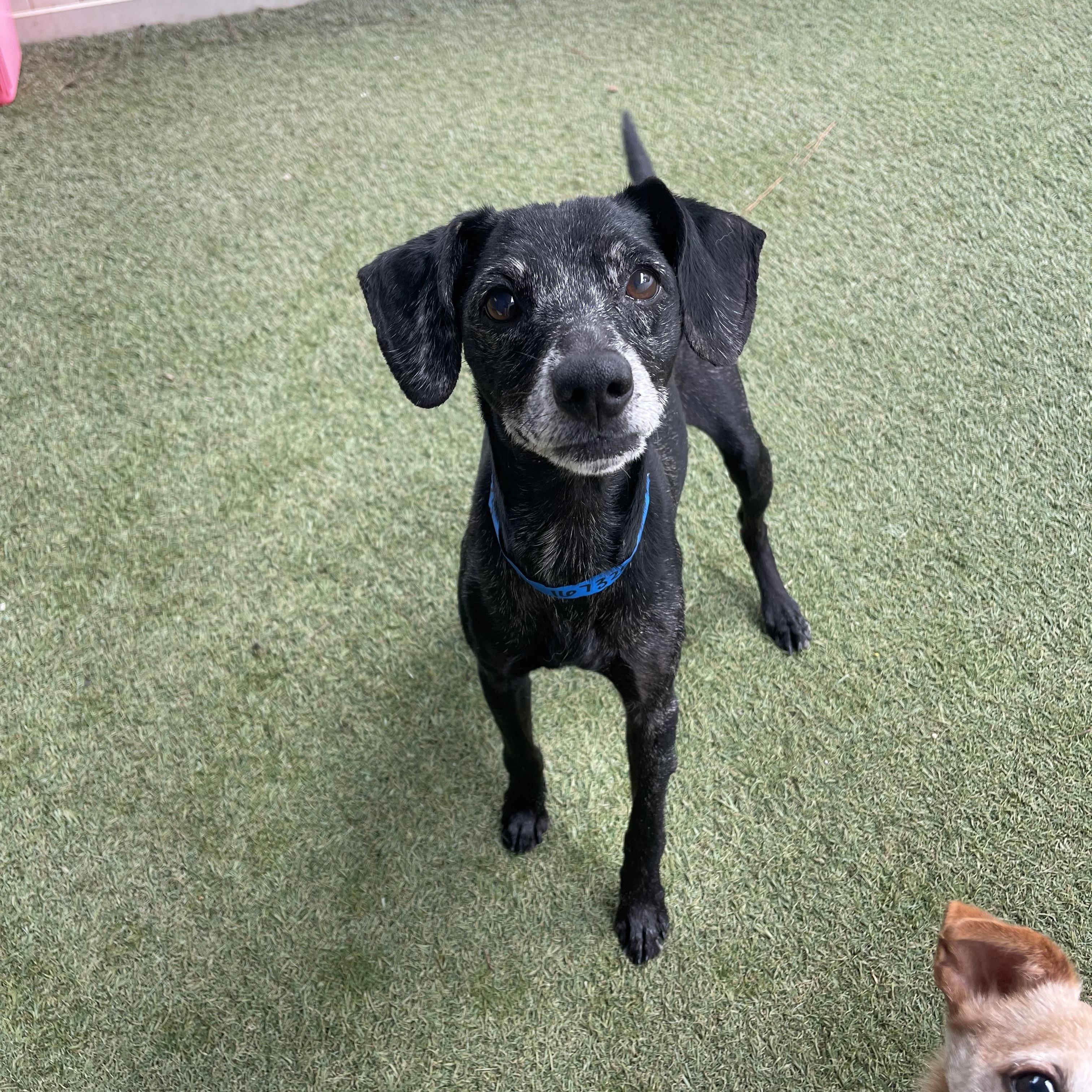 Enlarge Kratos, a Adoptable mixed breed in Baton Rouge, LA image 4/5