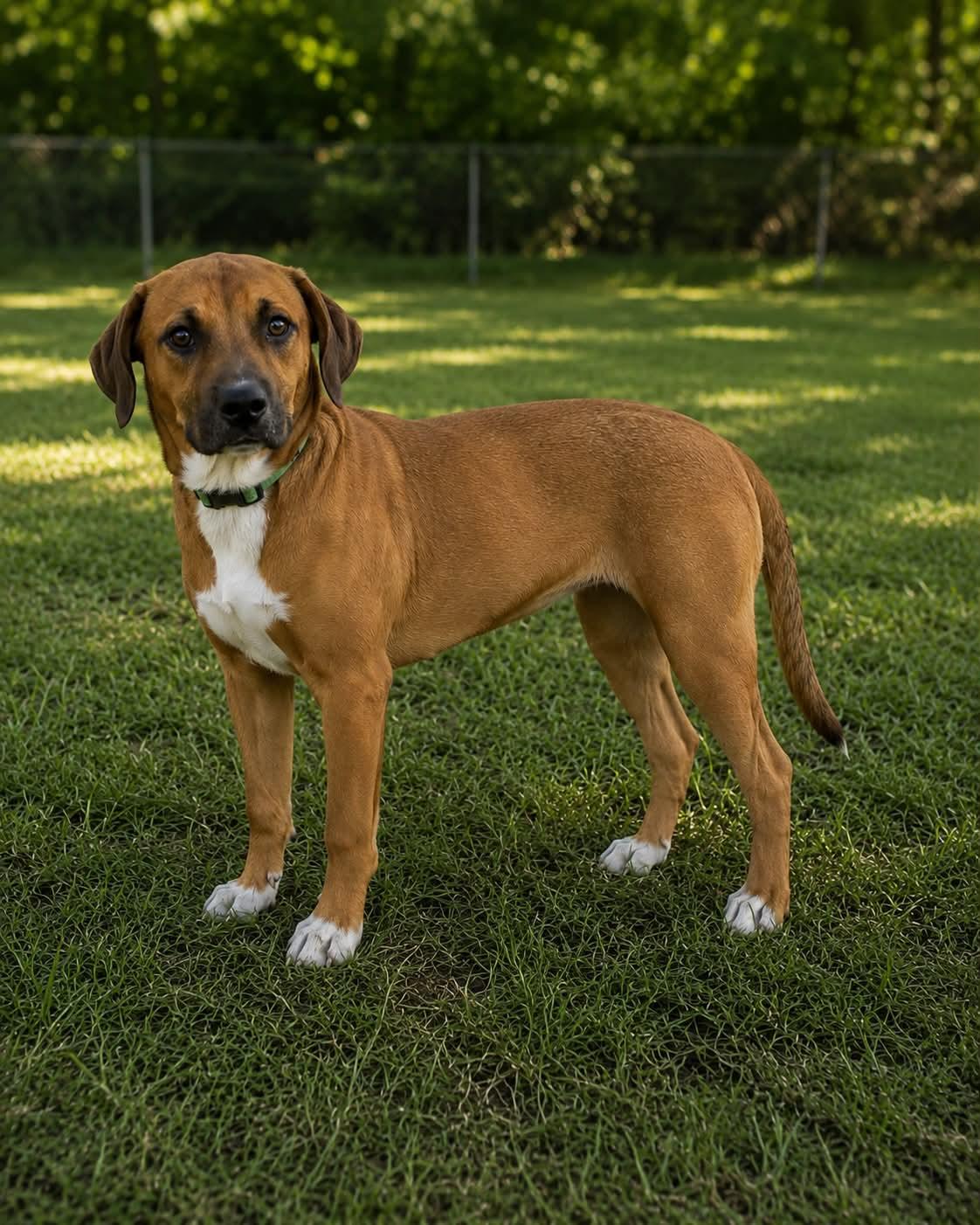 Gnocchi, a ADOPTABLE mixed breed in Avon, CT image 2/6