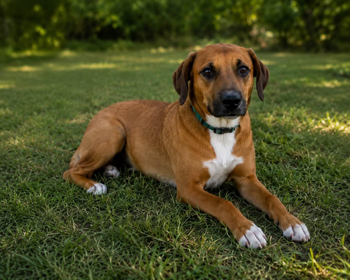 Gnocchi, a ADOPTABLE mixed breed in Avon, CT image 4/6