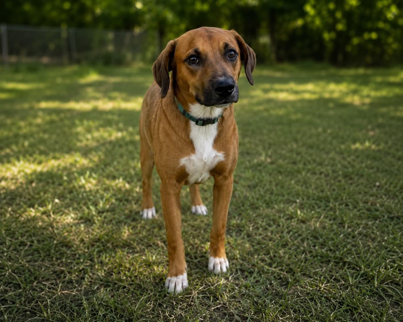 Gnocchi, a ADOPTABLE mixed breed in Avon, CT image 5/6