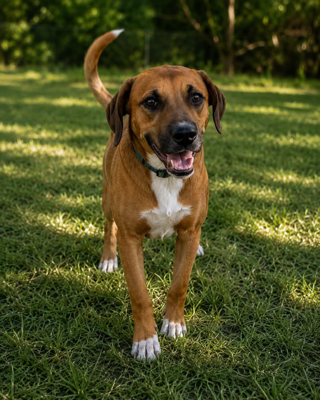 Gnocchi, ADOPTABLE, Puppy Female Labrador Retriever & Hound.