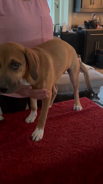 Enlarge Gnocchi, a ADOPTABLE mixed breed in Avon, CT video 6/6