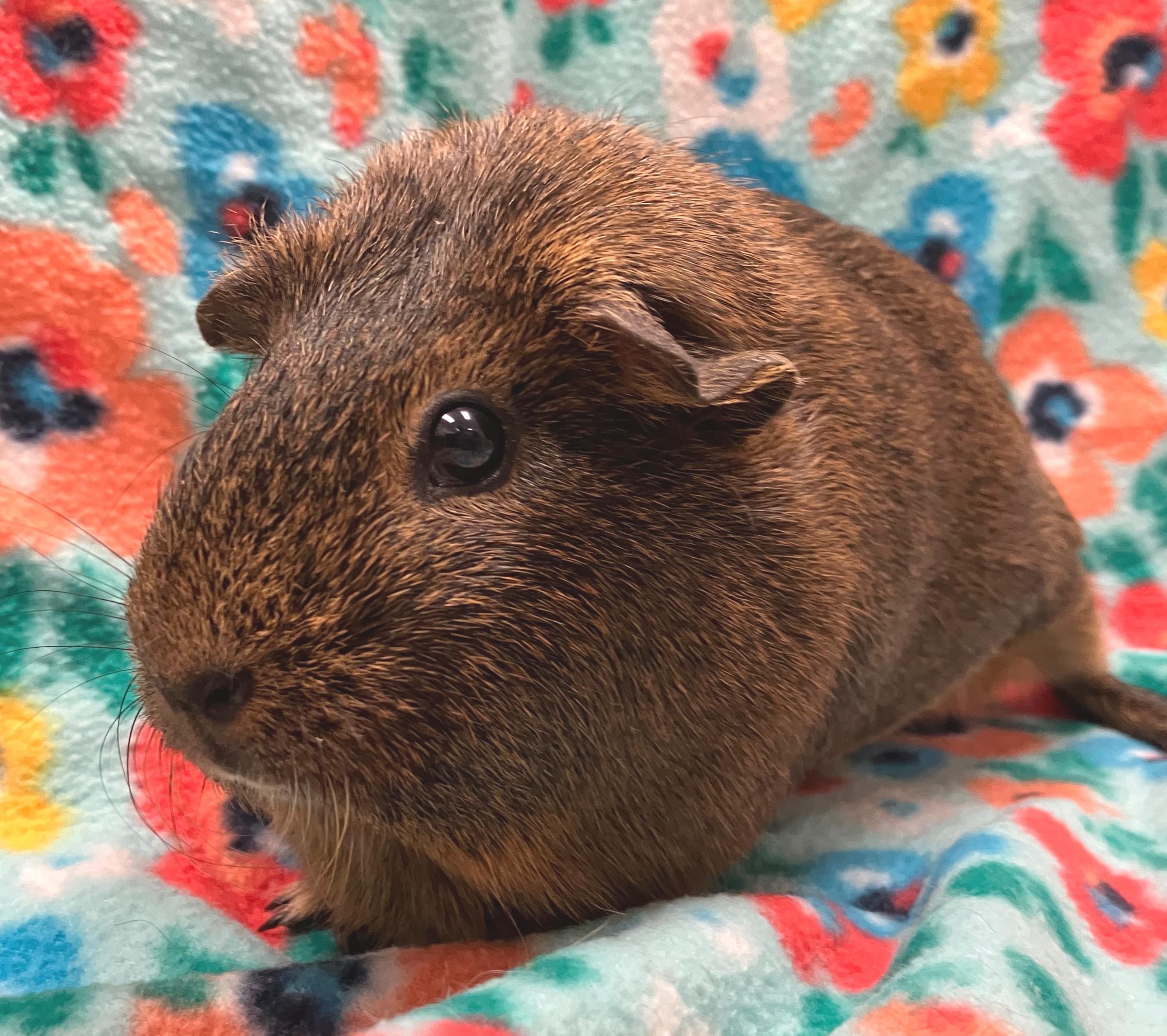 Enlarge Claudia, a ADOPTABLE Guinea Pig in Oshkosh, WI image 2/3