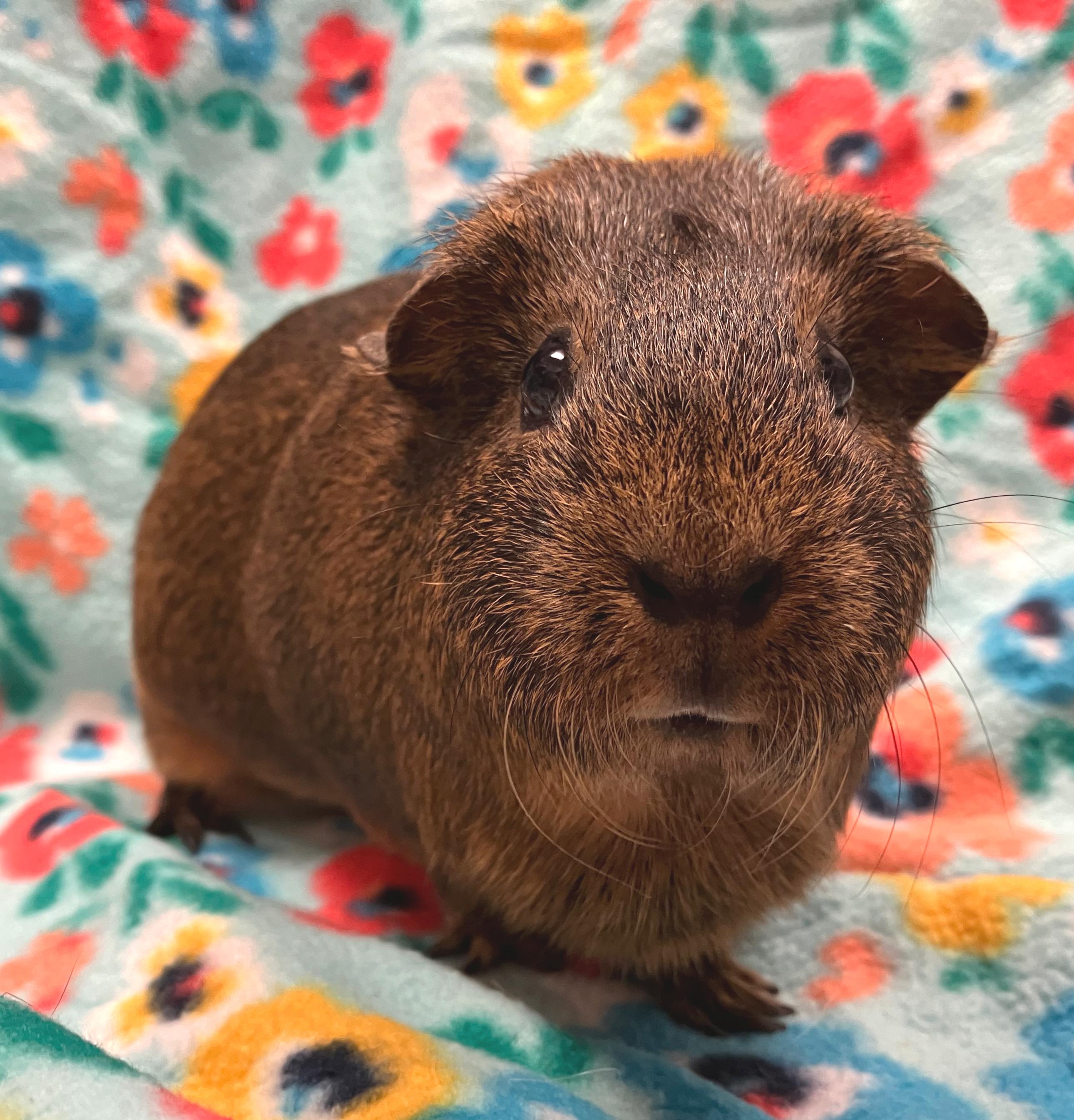 Claudia, ADOPTABLE, Senior Female Guinea Pig.