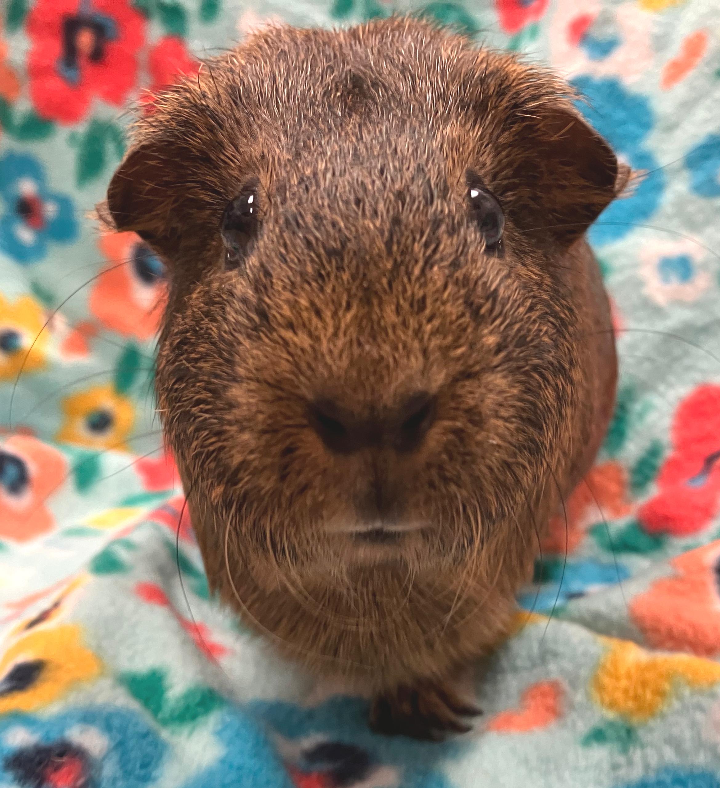 Enlarge Claudia, a ADOPTABLE Guinea Pig in Oshkosh, WI image 3/3